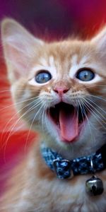 Animals,Muzzle,Tot,Kid,Scream,Kitten,Kitty,Cry