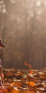 Animals,Nature,Autumn,Dog,Leaves,Forest