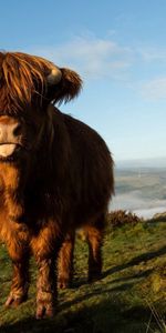 Animals,Nature,Background,Cow