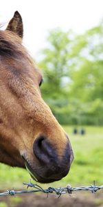 Animals,Nature,Background,Horse