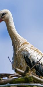 Animals,Nature,Bird,Nest,Stork