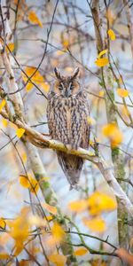 Animals,Nature,Bird,Tree,Branches,Wood,Owl