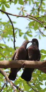 Naturaleza,Birds,Palomas,Animales