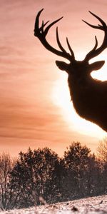 Animaux,Nature,Flâner,Promenade,Silhouette,Ombre,Cerfs