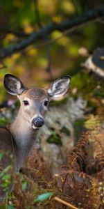 Animals,Nature,Forest,Roe Deer,Roe