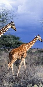 Animals,Nature,Giraffes