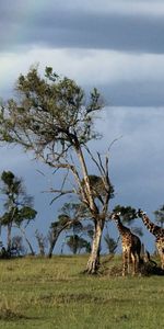 Animaux,Nature,Paysage,Girafes