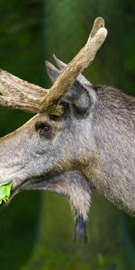 Animals,Nature,Grass,Background,There Is,Eat,Elk