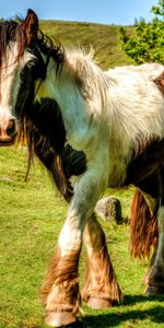 Animals,Nature,Grass,Beautiful,Horse