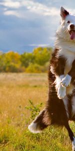 Animals,Nature,Grass,Dog,Bounce,Jump