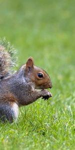 Animals,Nature,Grass,Expectation,Waiting,Squirrel