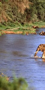 Animals,Nature,Landscape,Elephants