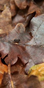 Feuilles,Animaux,Nature