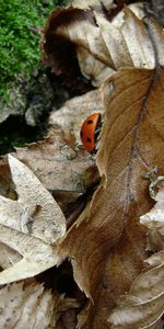 Naturaleza,Hojas,Mariquitas,Animales,Paisaje