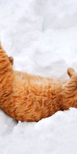 Animals,Nature,Lies,Redhead,Paws,Winter,Snow,Cat