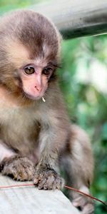 Animals,Nature,Monkey,Background