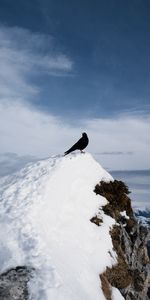 Animaux,Neige,Nature,Rocheux,Rocher,Grive,Oiseau,Muguet