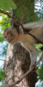 Animals,Nature,Sits,Is Sitting,Monkey