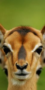 Animals,Nature,Summer,Ears,Roe Deer,Roe