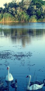 Animals,Nature,Swans,Lake