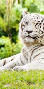 Nature,Animaux,Tigres