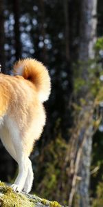 Estar De Pie,Akita Inu,Naturaleza,Perro,Animales