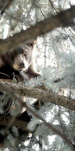 Animals,Nature,Tree,Bear,Wood