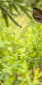 Chevreuil,Animaux,Nature,Herbe,Arbres