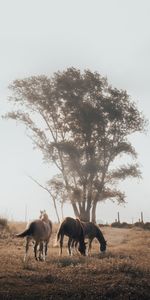 Animals,Nature,Wood,Tree,Pasture,Horses