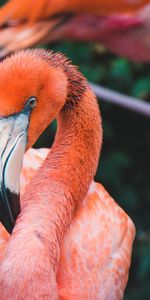 Animals,Neck,Plumage,Bird,Beak,Flamingo