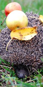 Animals,Needle,Apples,Hedgehog,Leaves