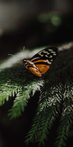 Animals,Needle,Branch,Wings,Butterfly