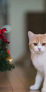 Animales,Año Nuevo,Casa,Doméstico,Árbol De Navidad,Gato