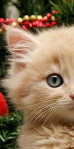 Animals,New Year,Toys,Fluffy,Kitty,Kitten