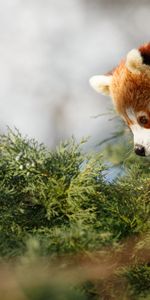 Animaux,Agréable,Chéri,Petit Panda,Panda Rouge,Panda,Profil