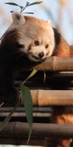 Animales,Lindo,Bambú,Panda Rojo,Querido