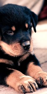 Agréable,Additionner,Chéri,Rottweiler,Enfant,Chiot,Animaux