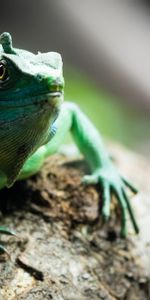 Animals,Nice,Sweetheart,Reptile,Chameleon