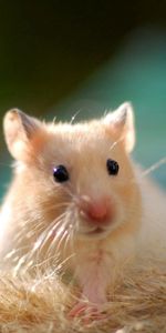 Animals,Nice,Sweetheart,Rodent,Animal,Hamster