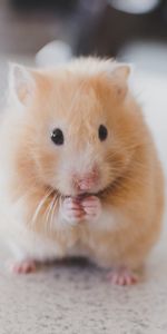 Chéri,Agréable,Animaux,Rongeur,Hamster