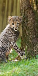 Animals,Nice,Sweetheart,Small Cat,Little Cat,Cheetah,Funny