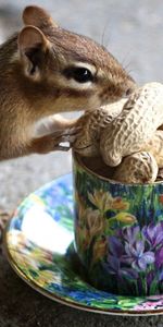 Animals,Nuts,Mug,Chipmunk,Cup