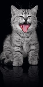 Animals,Open Mouth,Scream,Kitten,Kitty,Dark Background,Cry