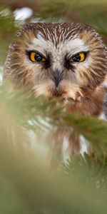 Animals,Opinion,Feather,Sight,Bird,Owl