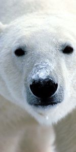 Animales,Visión,Nariz,Opinión,Oso Polar