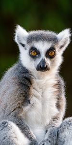 Animals,Opinion,Sight,Animal,Cool,Lemur,Wildlife