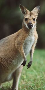 Kangaroo,Opinion,Animaux,Vue,Animal