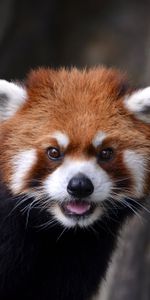 Animaux,Vue,Opinion,Animal,Petit Panda,Panda Rouge