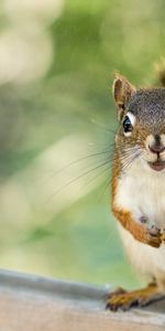 Animals,Opinion,Sight,Animal,Rodent,Squirrel