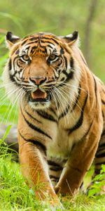 Animals,Opinion,Sight,Grass,Predator,Big Cat,Tiger